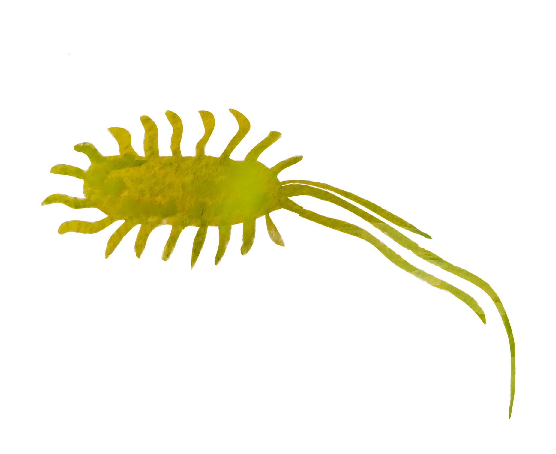 38. Роль бактерий в природе